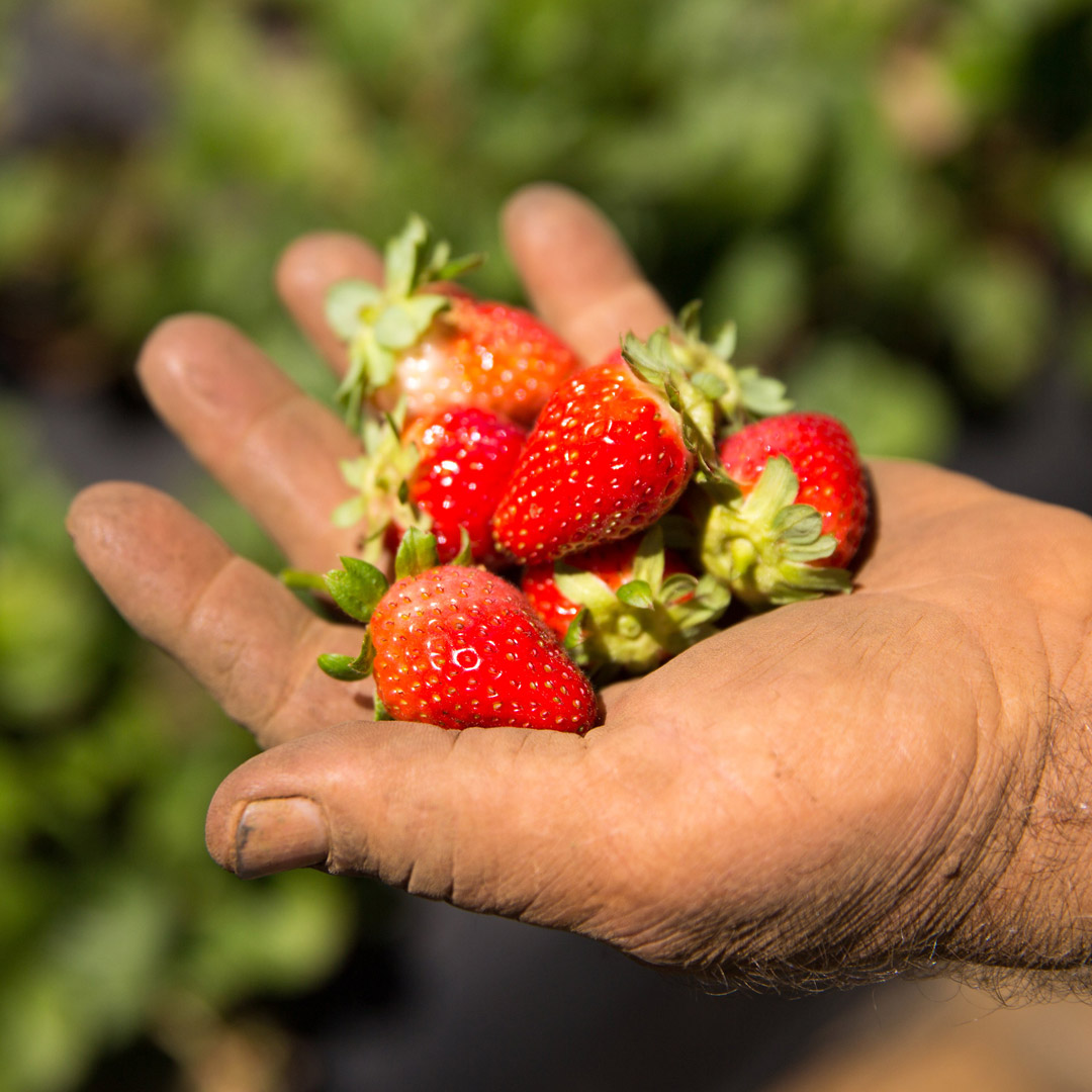 Image used to describe Rincon Farms, Big Island