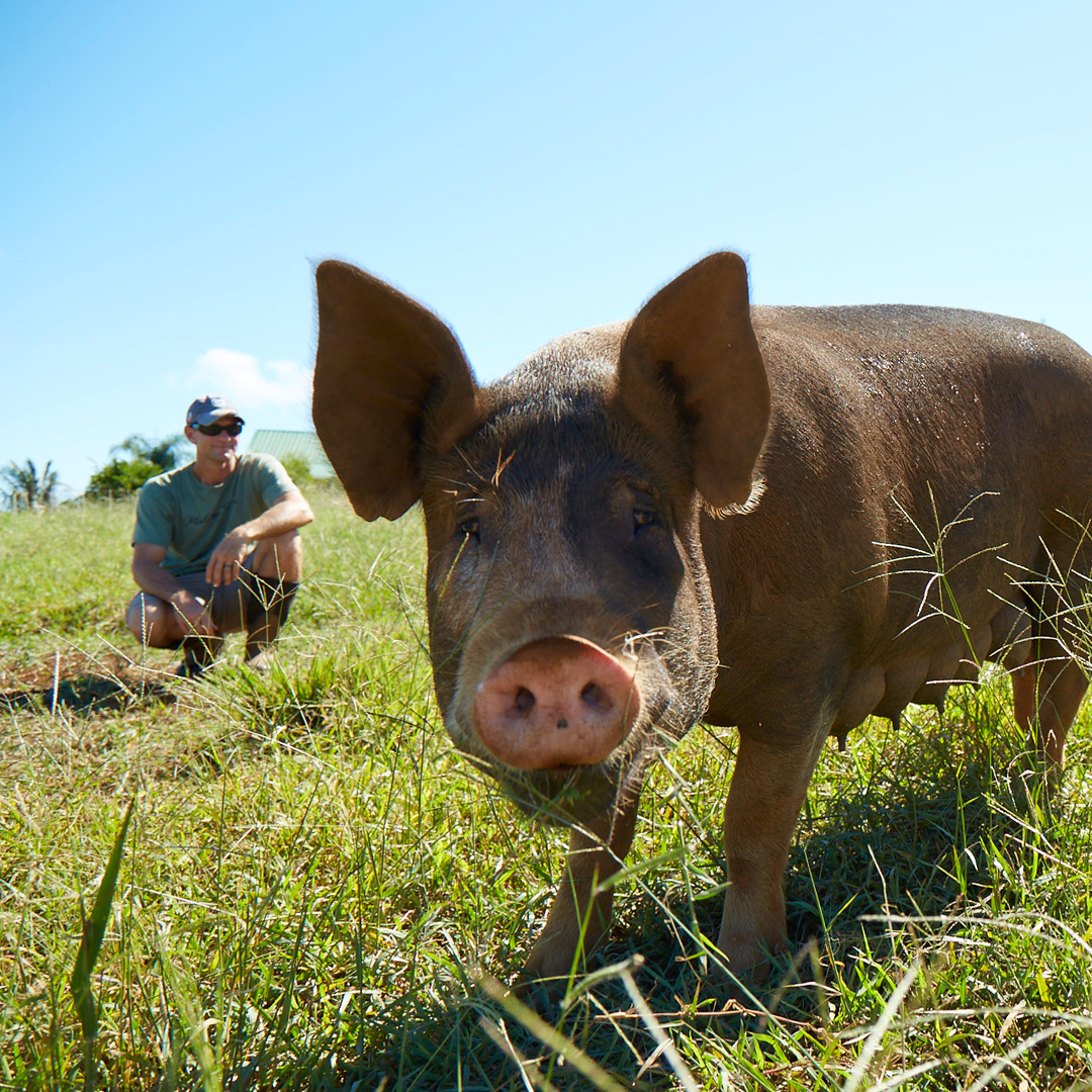 Image used to describeMalama Farms,Maui